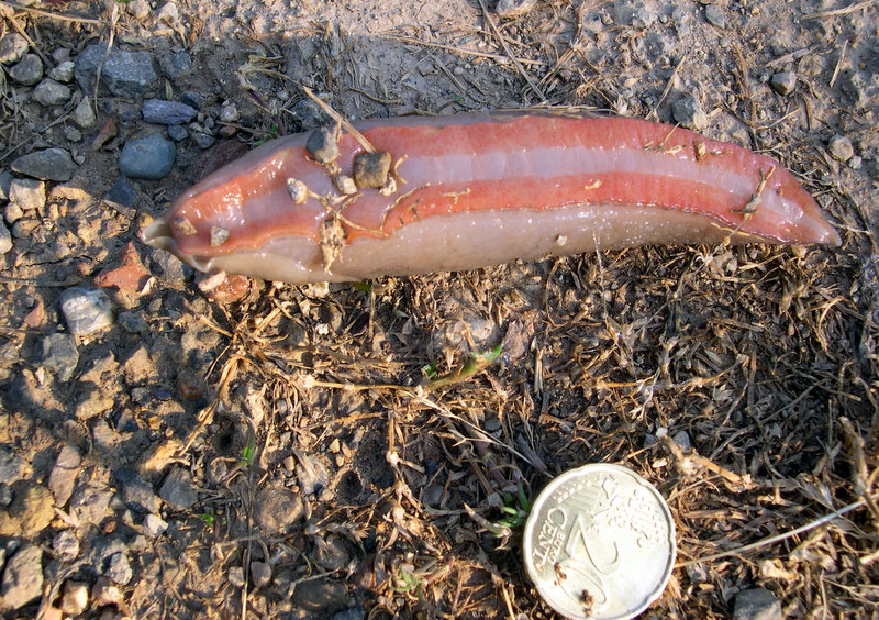 Nudo: Un Limax del corsicus-gruppo dal Argentario (GR)